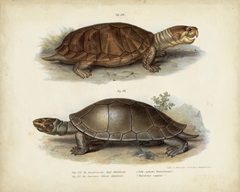 Antique Turtle Pair II