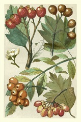 Fruits and Foliage IV