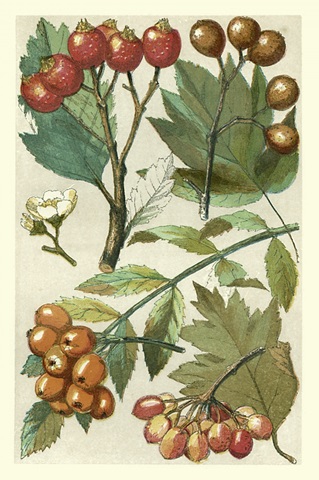 Fruits and Foliage IV
