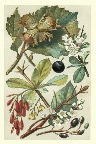 Fruits and Foliage V