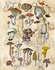 Mycological Study