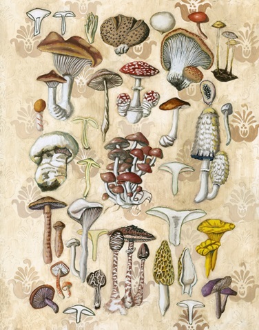 Mycological Study