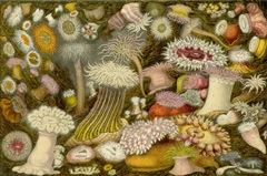 Sea Anemone Panorama