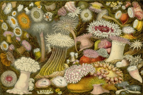 Sea Anemone Panorama