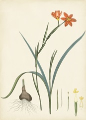 Splendors of Botany III