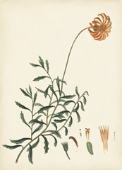 Splendors of Botany IV