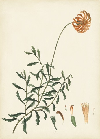 Splendors of Botany IV