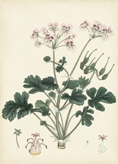 Splendors of Botany IX