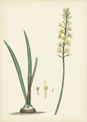 Splendors of Botany VI