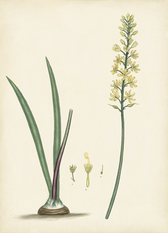 Splendors of Botany VI