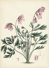 Splendors of Botany VII