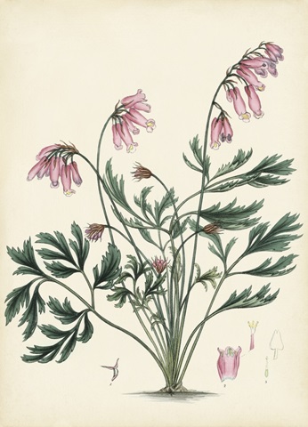 Splendors of Botany VII