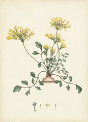 Splendors of Botany VIII