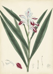 Splendors of Botany XI