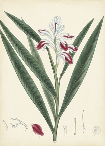 Splendors of Botany XI