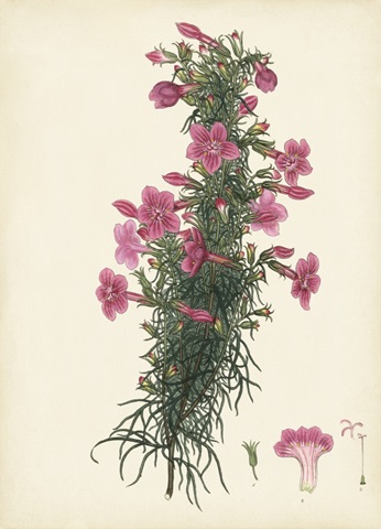 Splendors of Botany XII