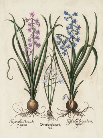 Besler Hyacinth I