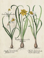 Besler Narcissus I