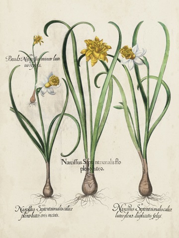 Besler Narcissus I