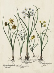 Besler Narcissus II