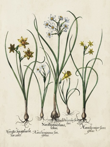 Besler Narcissus II