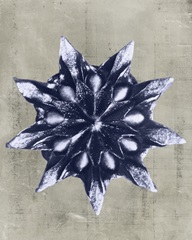 Blossfeldt Redeux VI