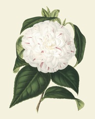 Antique Camellia I