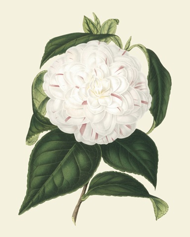 Antique Camellia I