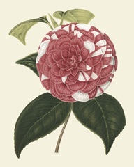 Antique Camellia II