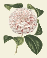 Antique Camellia III