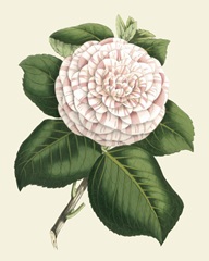 Antique Camellia IV