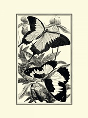 BandW Butterfly III