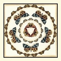 Butterfly Collector III