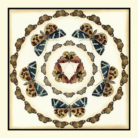 Butterfly Collector III