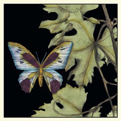 Butterfly on Vine I