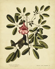 Catesby Bahama Sparrow, Pl. T37