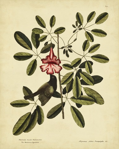 Catesby Bahama Sparrow, Pl. T37