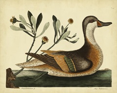 Catesby Ilatheria Duck, Pl. T93