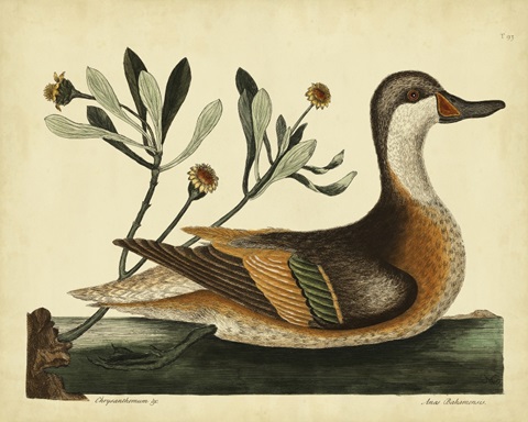 Catesby Ilatheria Duck, Pl. T93