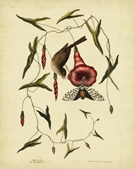 Catesby Little Sparrow, Pl. T35