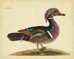 Catesby Summer Duck, Pl. T97