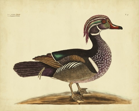 Catesby Summer Duck, Pl. T97