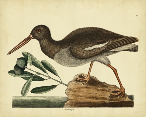 Catesby The Oyster Catcher, Pl. T85