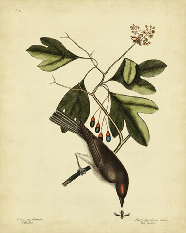 Catesby The Tyrant, Pl. T55