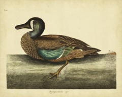 Catesby White-face Teal, Pl. T100