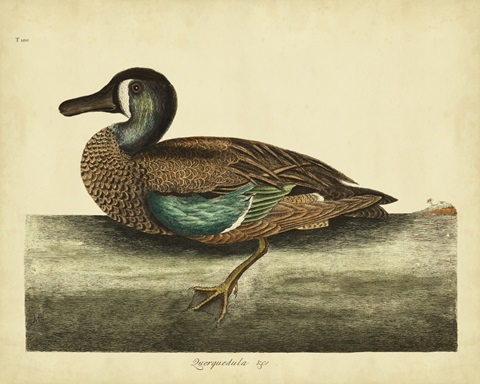 Catesby White-face Teal, Pl. T100
