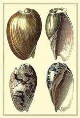 Classic Shells I