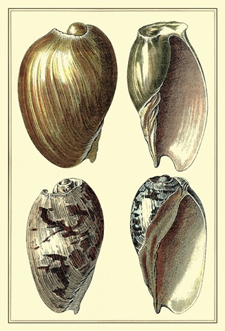 Classic Shells I