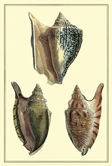 Classic Shells II