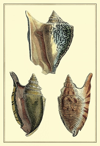 Classic Shells II